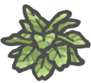 Birdsnestfern.png