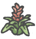 Bromeliad.png