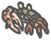 Fiddlercrab.png