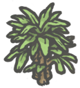 Ladypalm.png