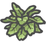 Birdsnestfern.png