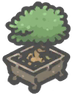 Jadebonsai.png