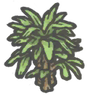 Ladypalm.png